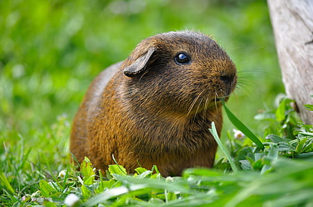 brown capybara on green grass thumbnail