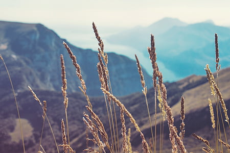 brown grasses thumbnail