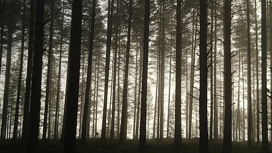 photo of brown trees during daytime surrounded by fog thumbnail