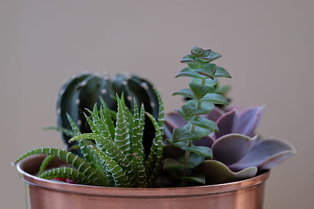 photo of green and purple succulents thumbnail