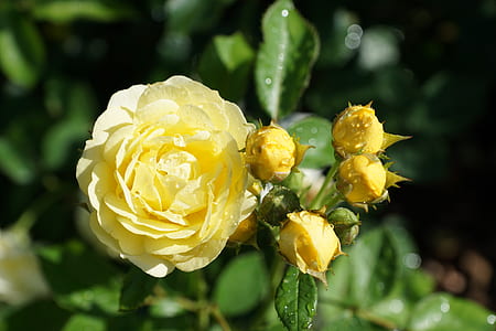 selective focus photo of yellow rose in bloom thumbnail