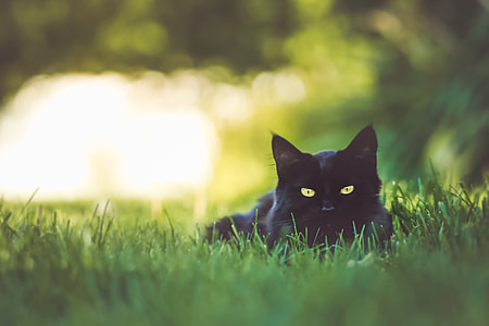 Black cat sitting in the garden grass thumbnail
