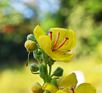 Black Mullein, Verbascum Nigrum thumbnail