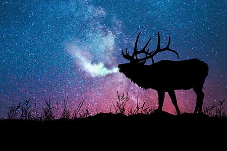 silhouette of deer wallpaper thumbnail