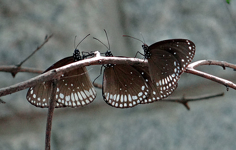 three white-and-black butterflies on twig thumbnail