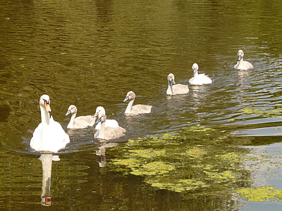 swans on body of water thumbnail
