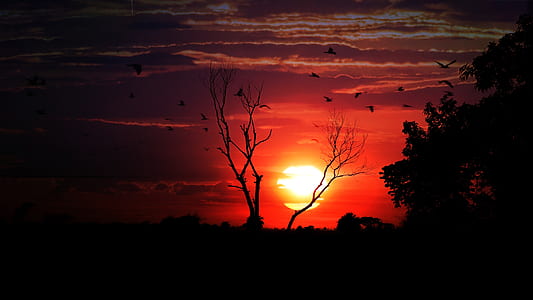 silhouette photography bare trees during golden hour thumbnail