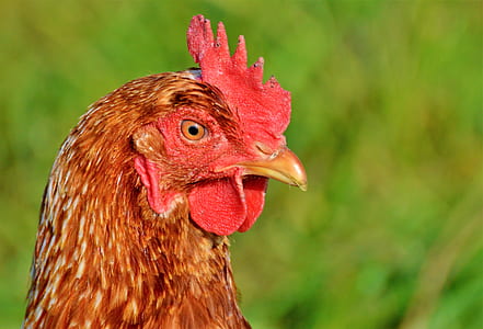 brown chicken thumbnail