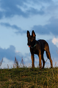 Malinois, Belgian Shepherd Dog thumbnail