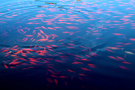 shoal of koi fish thumbnail
