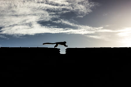 silhouette of four legged animal jumping on rock thumbnail