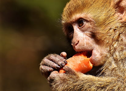 shallow focus photo of brown monkey thumbnail