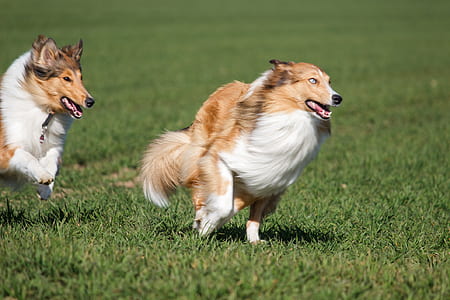 two adult collie running on grass field thumbnail