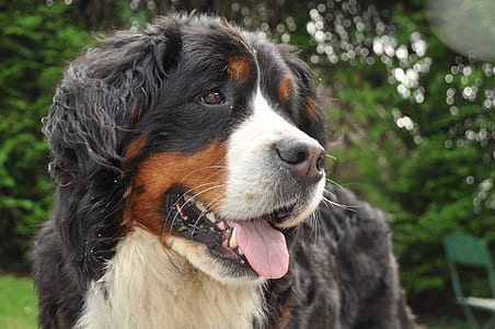 closed-up photo of white, gray, and black Bernese Mountain dog thumbnail