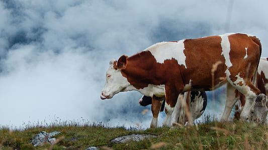 white and brown cattle standing on green grass at daytime thumbnail