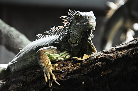 shallow focus photography lizard thumbnail