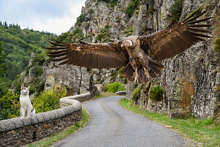 bald eagle near mountain during daytime thumbnail