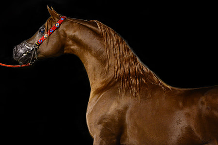 brown horse with leash thumbnail