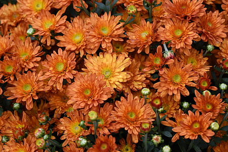 orange daisy flowers thumbnail