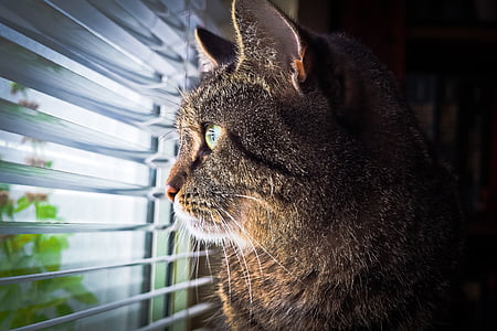 brown tabby cat peeping in window blind thumbnail
