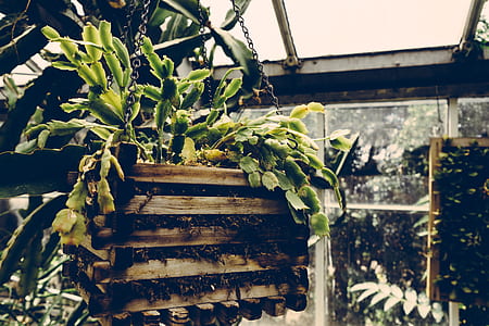 wood, nature, garden, agriculture thumbnail