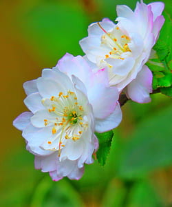 white and purple petaled flowers close-up photo thumbnail