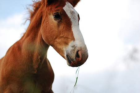 animal, farm, blur, animals thumbnail