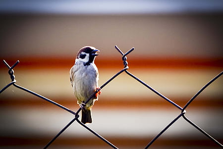 brown sparrow in shallow focus shot thumbnail