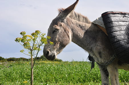 gray donkey standing outdoors during day thumbnail