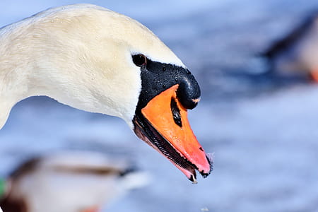 selective focus photography of white goose thumbnail
