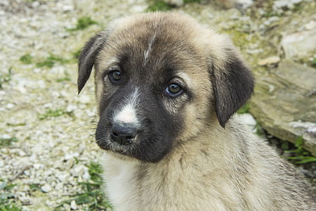 short-coated gray puppy thumbnail