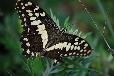 Black and White Butterfly on Leaf thumbnail