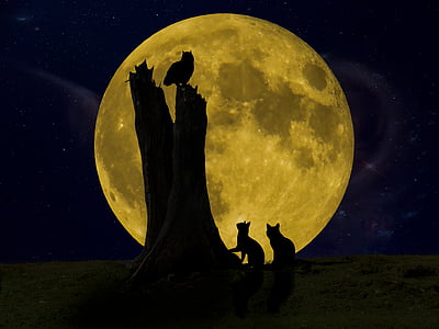 silhouette of owl thumbnail