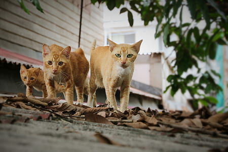 shallow focus photography of three orange tabby cats thumbnail