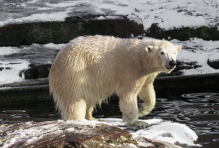 white Polar bear on brown rock during daytime thumbnail