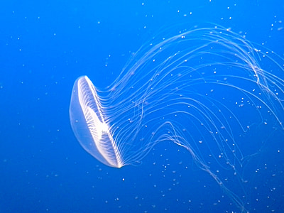 purple jellyfish underwater photography thumbnail