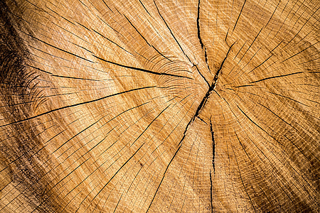 closeup photo of brown wood log thumbnail