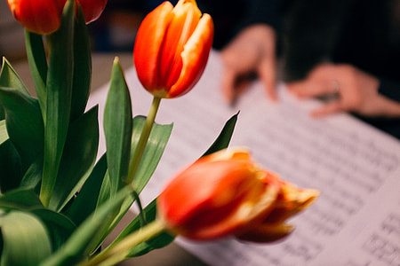Tulips thumbnail