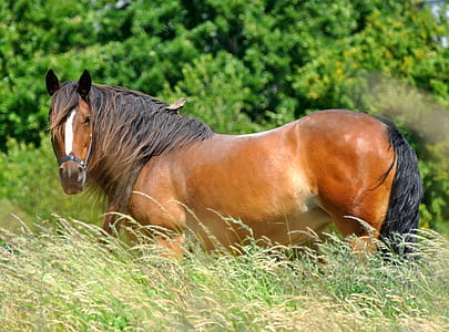brown horse standing on green grass thumbnail