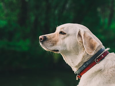 Golden retriever with red and black harnesses thumbnail