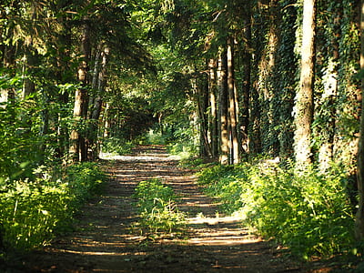 green meadow trees thumbnail
