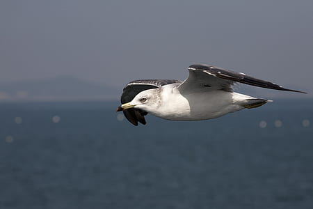 flying seagull above body of water thumbnail