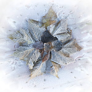 maple leaf thumbnail