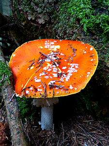 Fly Agaric, Mushroom thumbnail