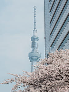 Tokyo Tower thumbnail