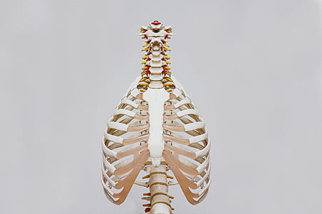 white and brown skeleton thumbnail