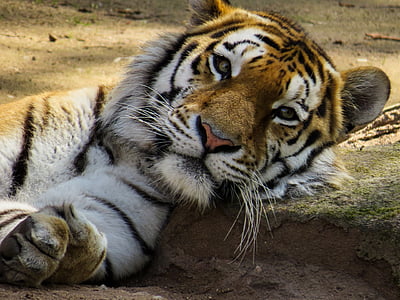 Tiger thumbnail
