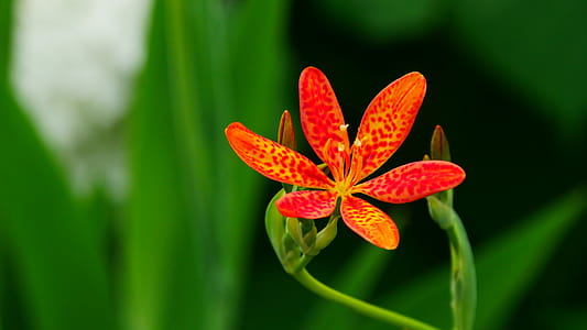 Flowers and buds of an ornamental plant Iris domestica, commonly known as leopard lily, blackberry lily, and leopard flower. The bloom of each individual flower only last a single day. thumbnail