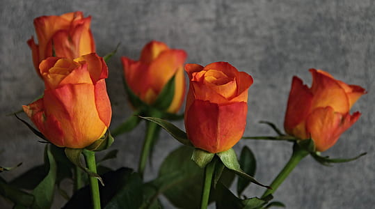 selective focus photography of five orange roses thumbnail