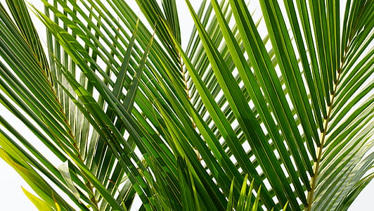 closeup photo of green palm tree thumbnail